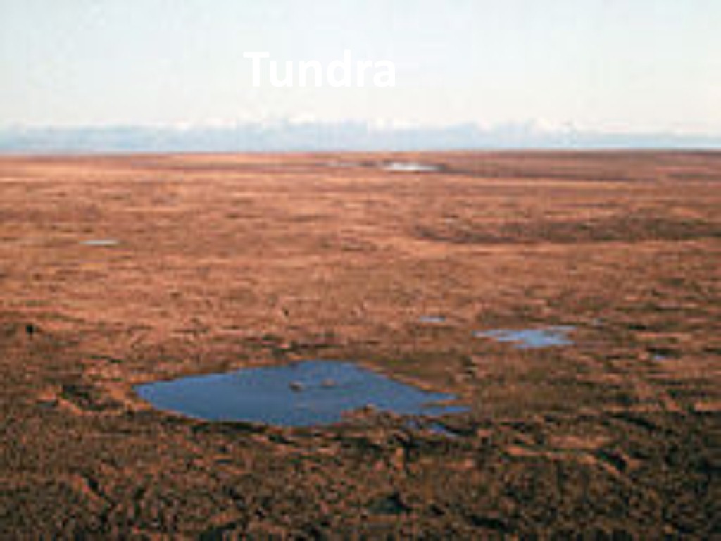 Tundra